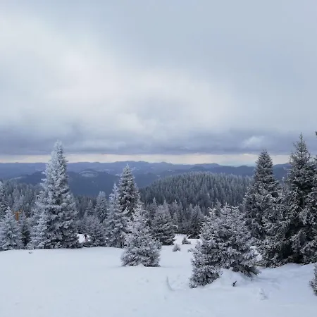 Snowy Dreams